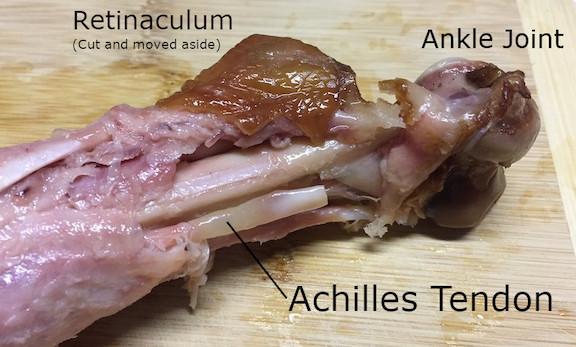 A closeup of the 'ankle' end of a turkey drumstick, showing the achilles tendon resting in its groove
