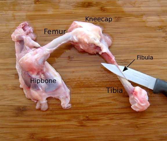 A chicken leg quarter with the meat removed, showing the femur, knee, tibia, and fibula
