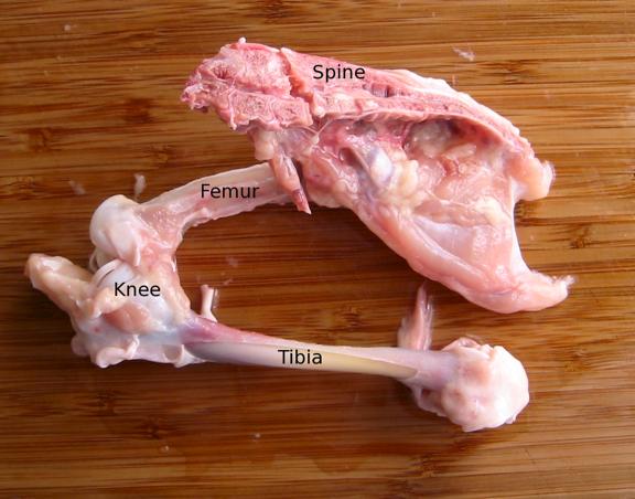 A cross-section of a chicken's spine, with attached femur and tibia