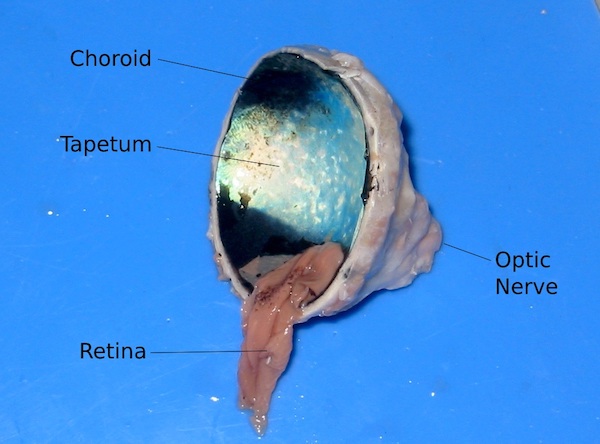 The back wall of a dissected eyeball, showing choroid, tapetum, and retina
