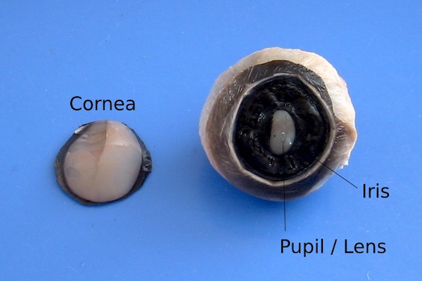 The front of a cow's eyeball with the cornea removed