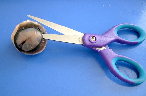 Removing the cornea from a preserved cow eyeball with scissors