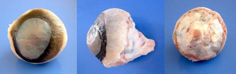 Front, side, and back views of a preserved cow eyeball, with the muscles and connective tissue neatly trimmed away