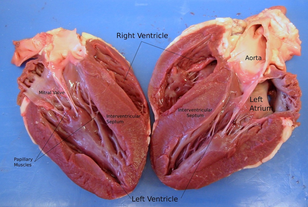 The interior of a lamb's heart, showing the ventricles, valves, and papillary muscles