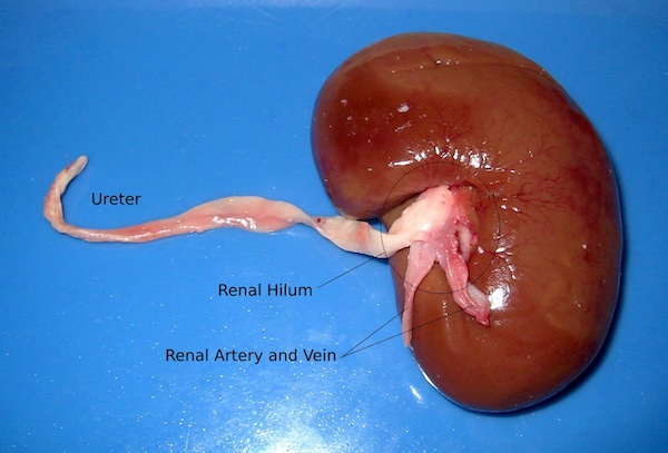 A lamb's kidney, with the ureter, renal artery, and renal vein still attached