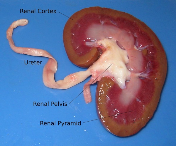 A dissected lamb's kidney, showing the internal structure