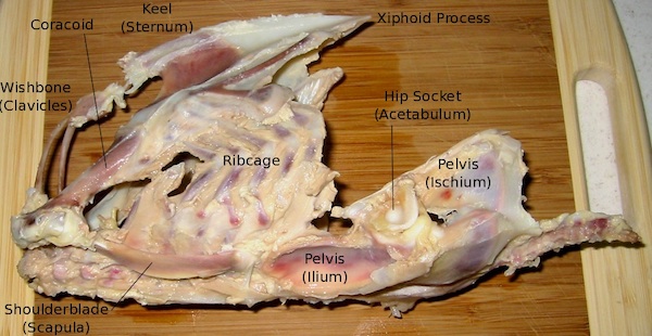 The axial skeleton of a domestic chicken, including wishbone, sternum, ribcage, shoulderblades, and pelvis