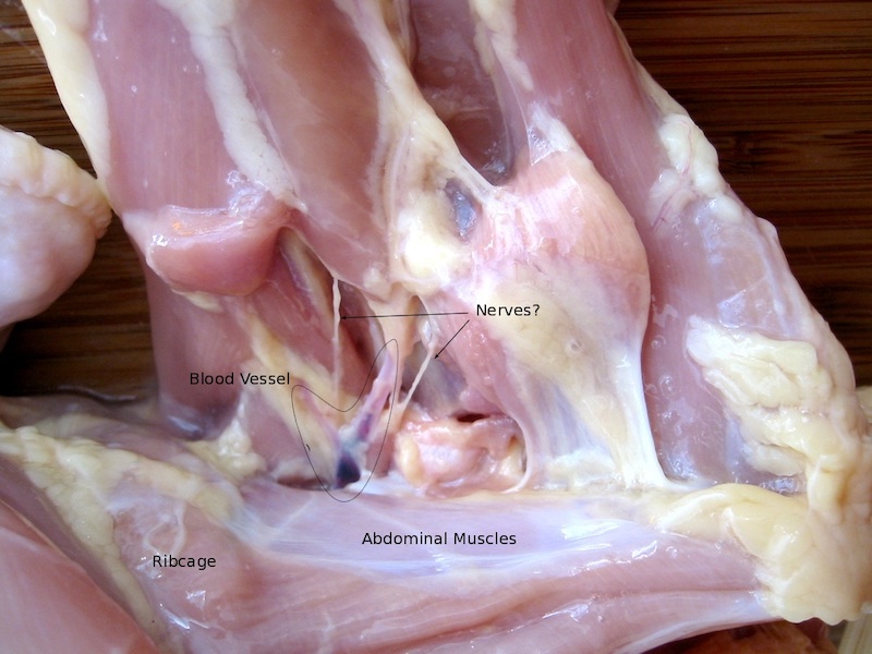Blood vessels and nerves visible in the hip joint of a chicken