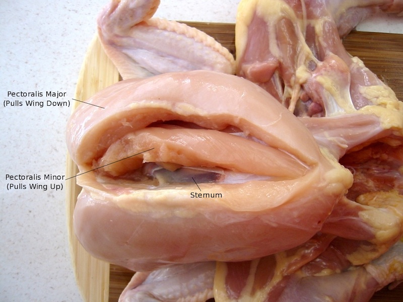 The two layers of large flight muscles in a domestic chicken