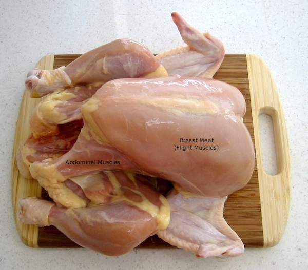 A whole chicken with the skin removed to reveal the musculature