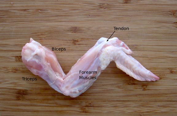 A dissected chicken wing, with the tendons and musculature exposed.